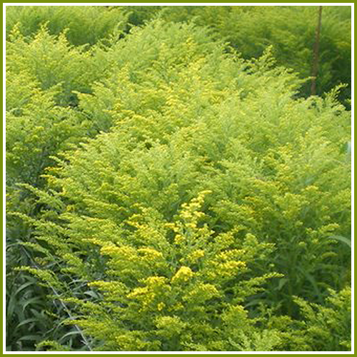 Solidago